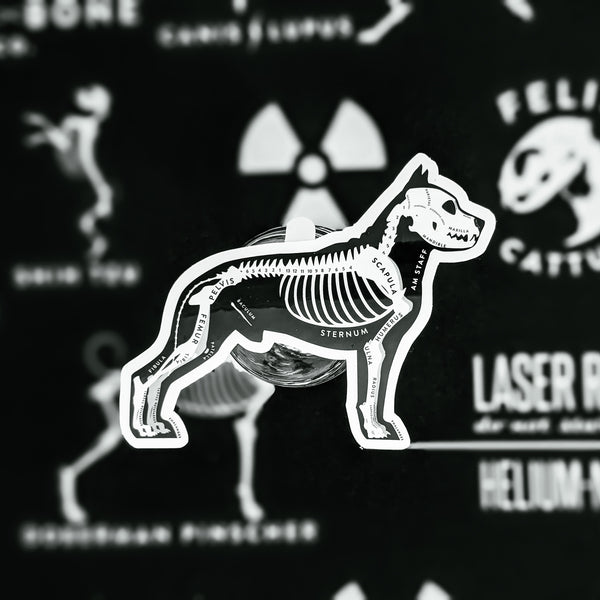 American Staffordshire Terrier Skin & Bones Vinyl Sticker (3 pack)