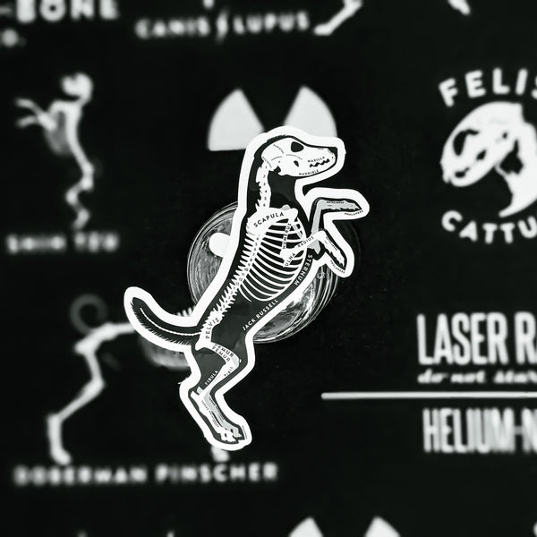 Jack Russell Skin & Bones Vinyl Sticker (3 pack)