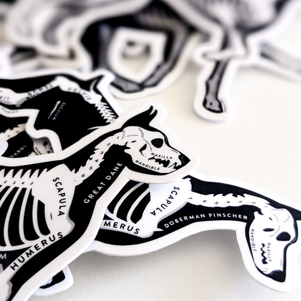 American Staffordshire Terrier Skin & Bones Vinyl Sticker (3 pack)