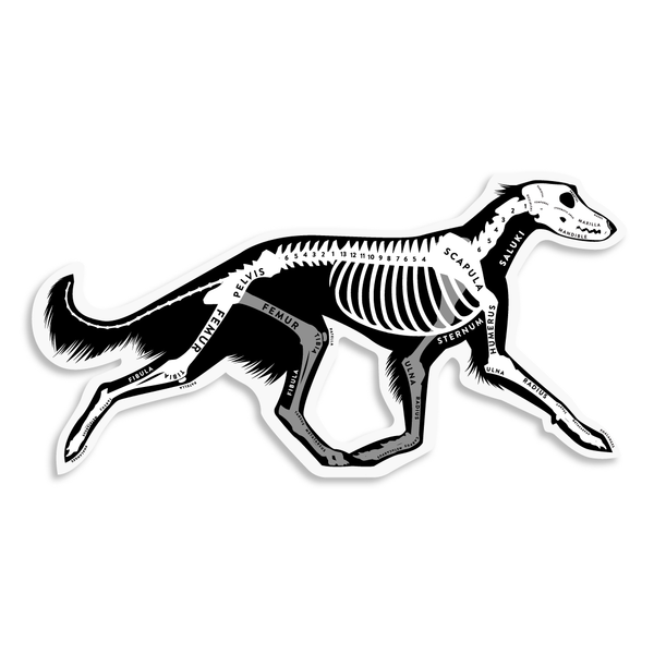 Saluki Skin & Bones Vinyl Sticker (3 pack)