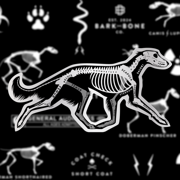 Saluki Skin & Bones Vinyl Sticker (3 pack)