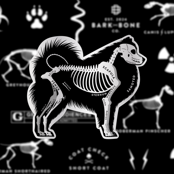 Samoyed Skin & Bones Vinyl Sticker (3 pack)