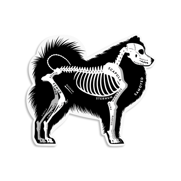 Samoyed Skin & Bones Vinyl Sticker (3 pack)