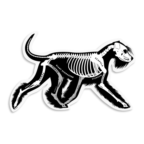 Giant Schnauzer Skin & Bones Vinyl Sticker (3 pack)