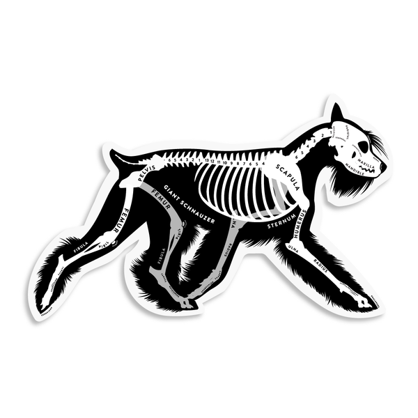 Giant Schnauzer Skin & Bones Vinyl Sticker (3 pack)