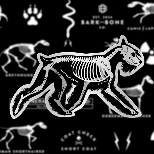 Giant Schnauzer Skin & Bones Vinyl Sticker (3 pack)