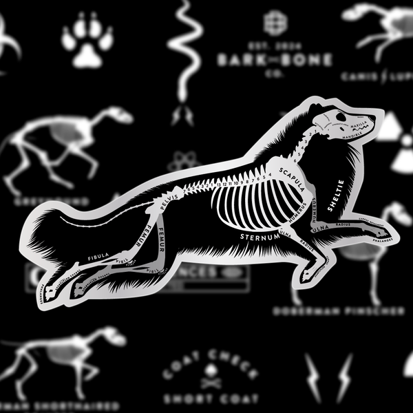 Shetland Sheepdog Skin & Bones Vinyl Sticker (3 pack)