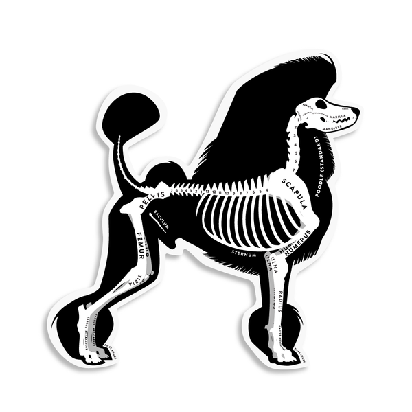 Standard Poodle Skin & Bones Vinyl Sticker (3 pack)